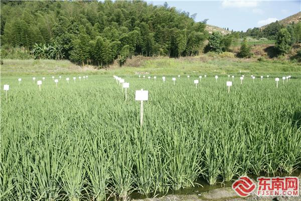 _科技特派员组团服务——永安市小陶镇上湖口村金山农场的稻田里，种着68个新品种优质水稻2.jpg