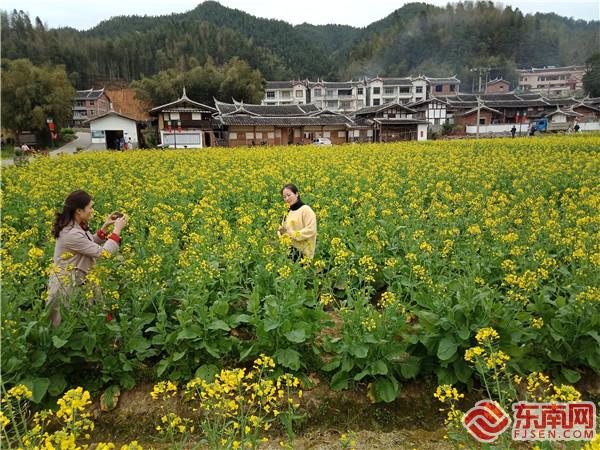 永安青水：油菜花海惹人醉1.jpg