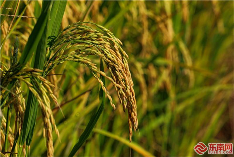 宁化是国家商品粮基地，产出的“河龙贡米”闻名遐迩.jpg