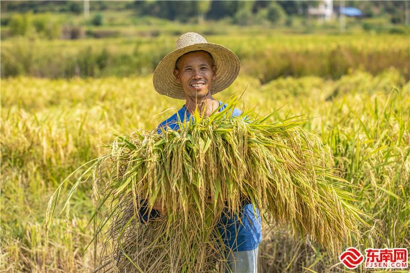 农户手捧颗粒饱满的水稻，享受丰收的喜悦，黄尉峰摄.jpg