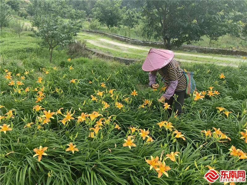 农户在基地采摘黄花菜.jpg