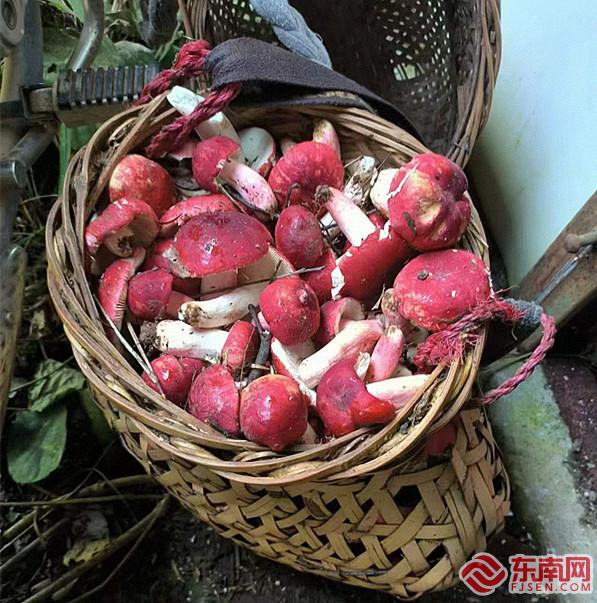 三明明溪胡坊：野生菌菇基地“圈养” 天然奉送管好用好