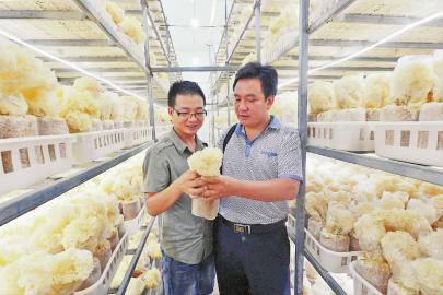 尤溪:全省规模最大的绣球菌工厂化栽培项目投产