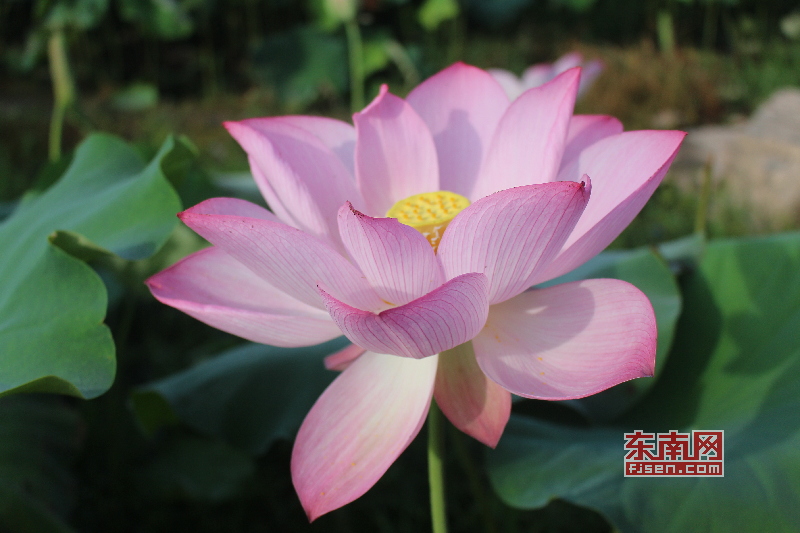 世界上最大的莲池现广昌 莲花旅游观光新活力