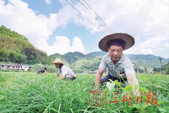 将乐:发展特色农业 助推乡村振兴