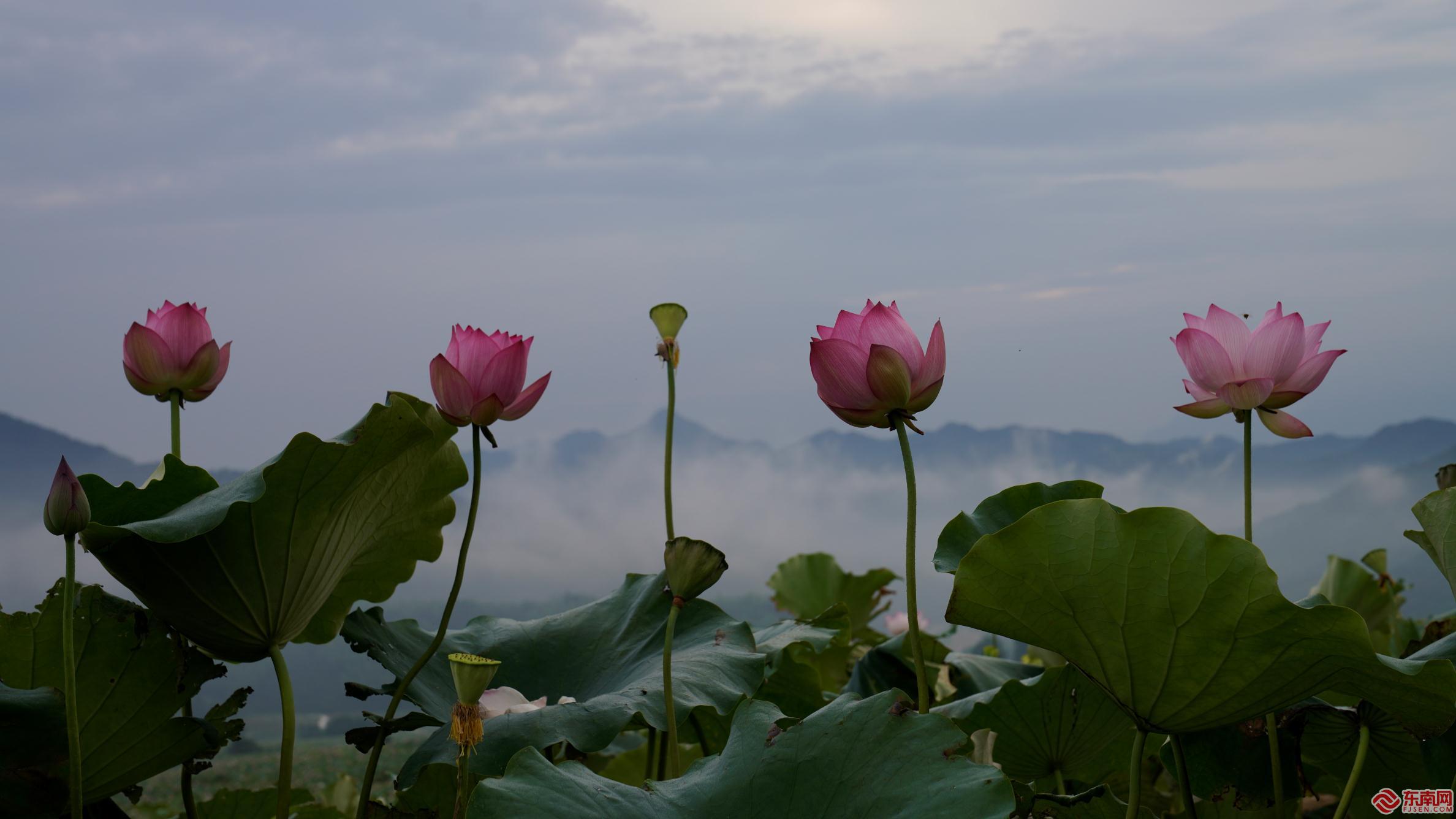 荷花盛开.jpg