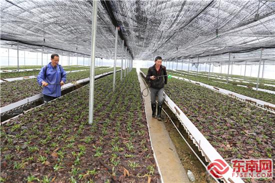 埔头村引导村民大棚种植铁皮石斛.jpg