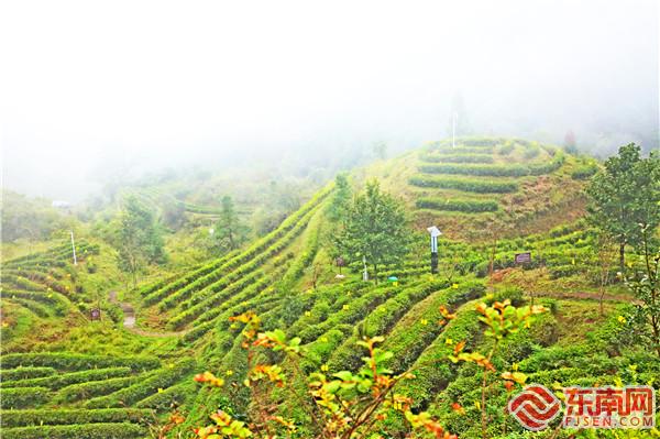 盘兰茶山.jpg