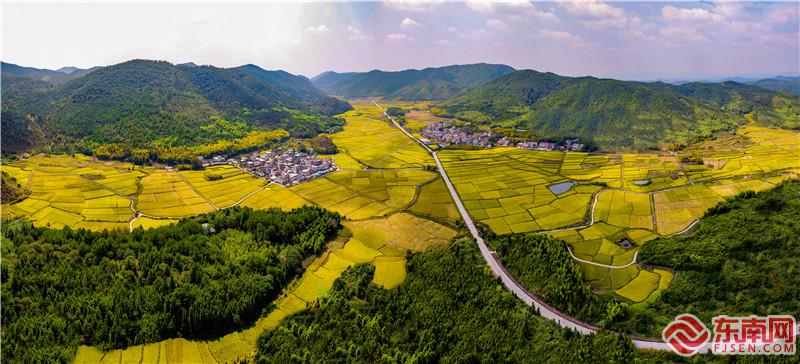 一望无际的稻田，就像一片金色海洋，黄尉峰摄.jpg