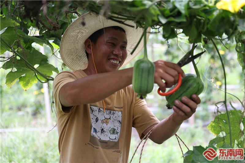 种植户张招显在采摘苹果丝瓜 陈凯 摄.jpg 种植户张招显在采摘苹果丝瓜 陈凯 摄.jpg