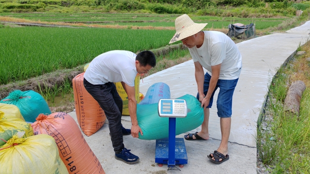全省最大的低糖杂交水稻种植基地进入收割阶段