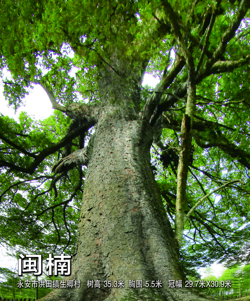 福建常见树种图片